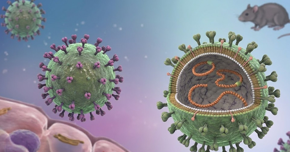 Hantavirus dễ nhầm với cúm có thể chuyển nặng nhanh