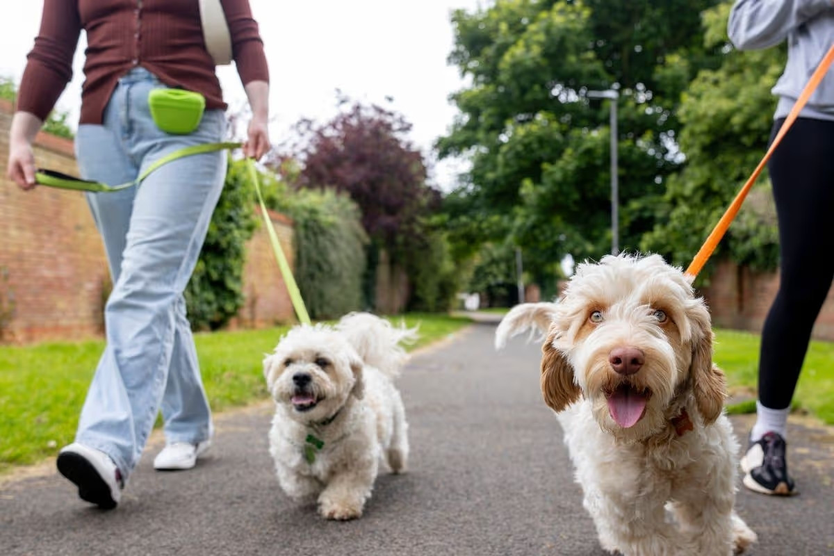 Nhà giàu tuyển giúp việc trông biệt thự, chăm chó với mức lương gần 1,8 tỷ đồng