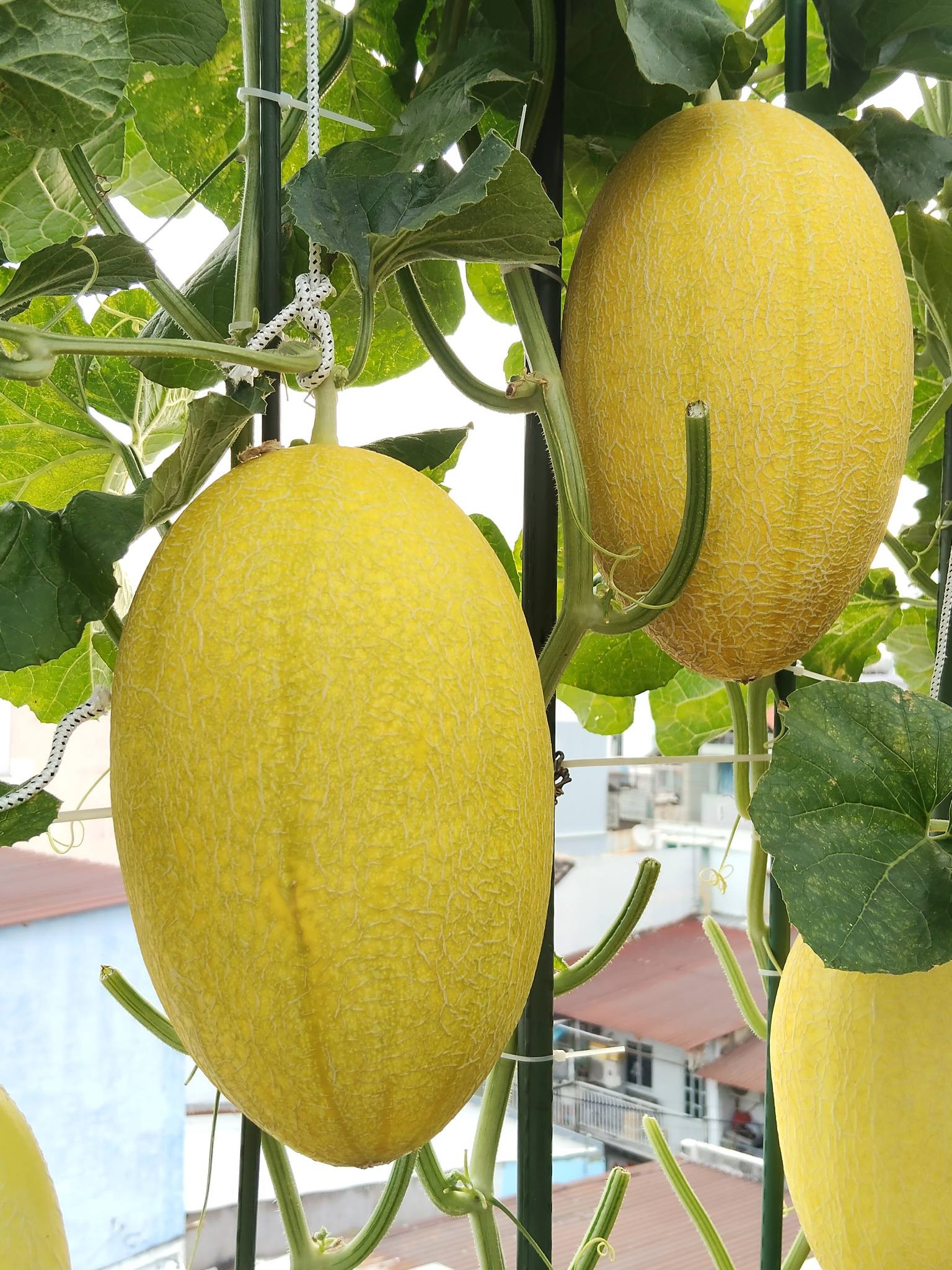 https://static-images.vnncdn.net/vps_images_publish/000001/000003/2026/5/9/vuon-san-thuong-2315.jpg