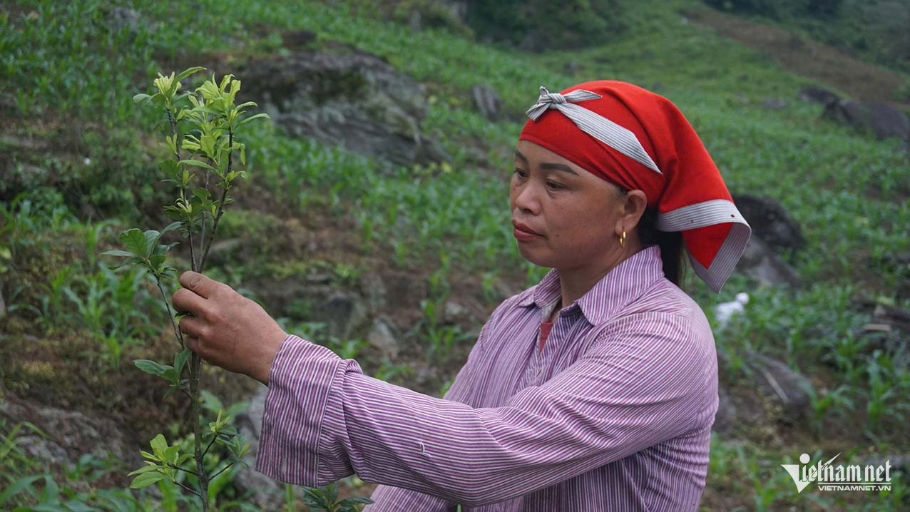 W-Trọng Bảo A1.jpg