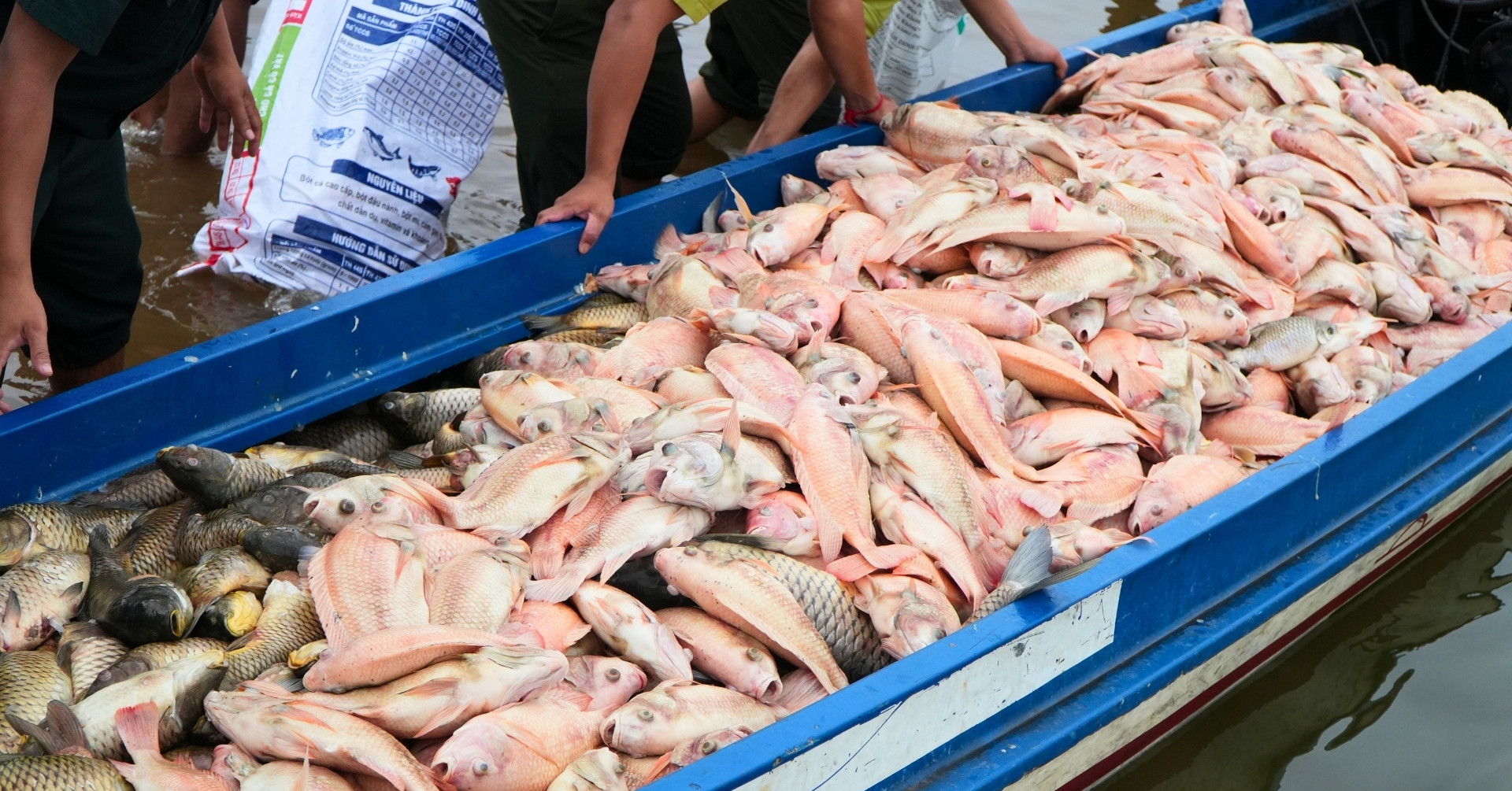 Hé lộ nguyên nhân ban đầu khiến hơn 200 tấn cá chết trắng hồ Trị An
