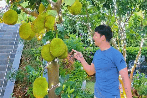 Mạnh Trường khoe mít trĩu quả trong biệt thự nhà vườn, con trai Jennifer Phạm cao vượt mẹ