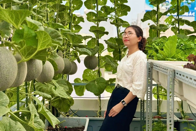 Mẹ đảm TPHCM biến sân thượng 30m2 thành vườn dưa lưới sai trĩu quả