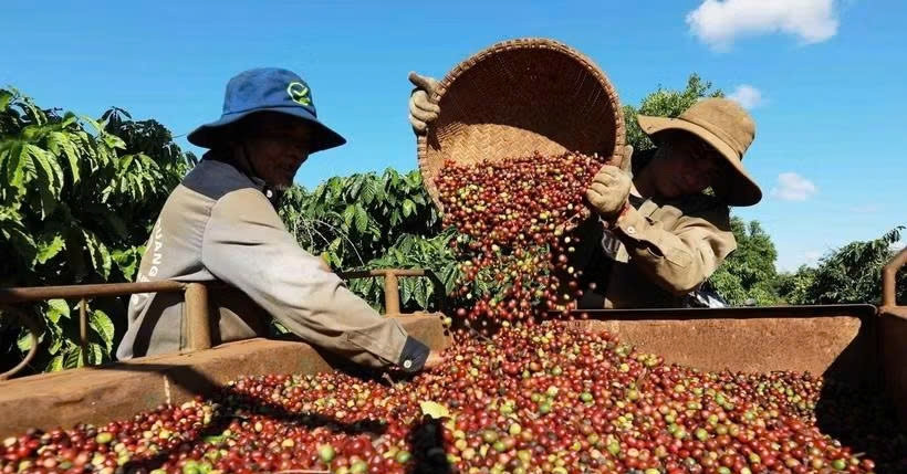 Nắng nóng thị trường và ‘giấc mơ Chapi’ cho Cà phê Việt
