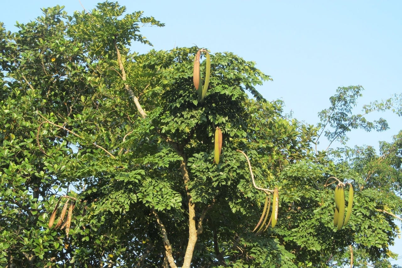 Đặc sản Tây Bắc là vị thuốc quý trị dị ứng, viêm da