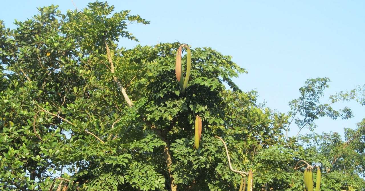 Đặc sản Tây Bắc là vị thuốc quý trị dị ứng, viêm da