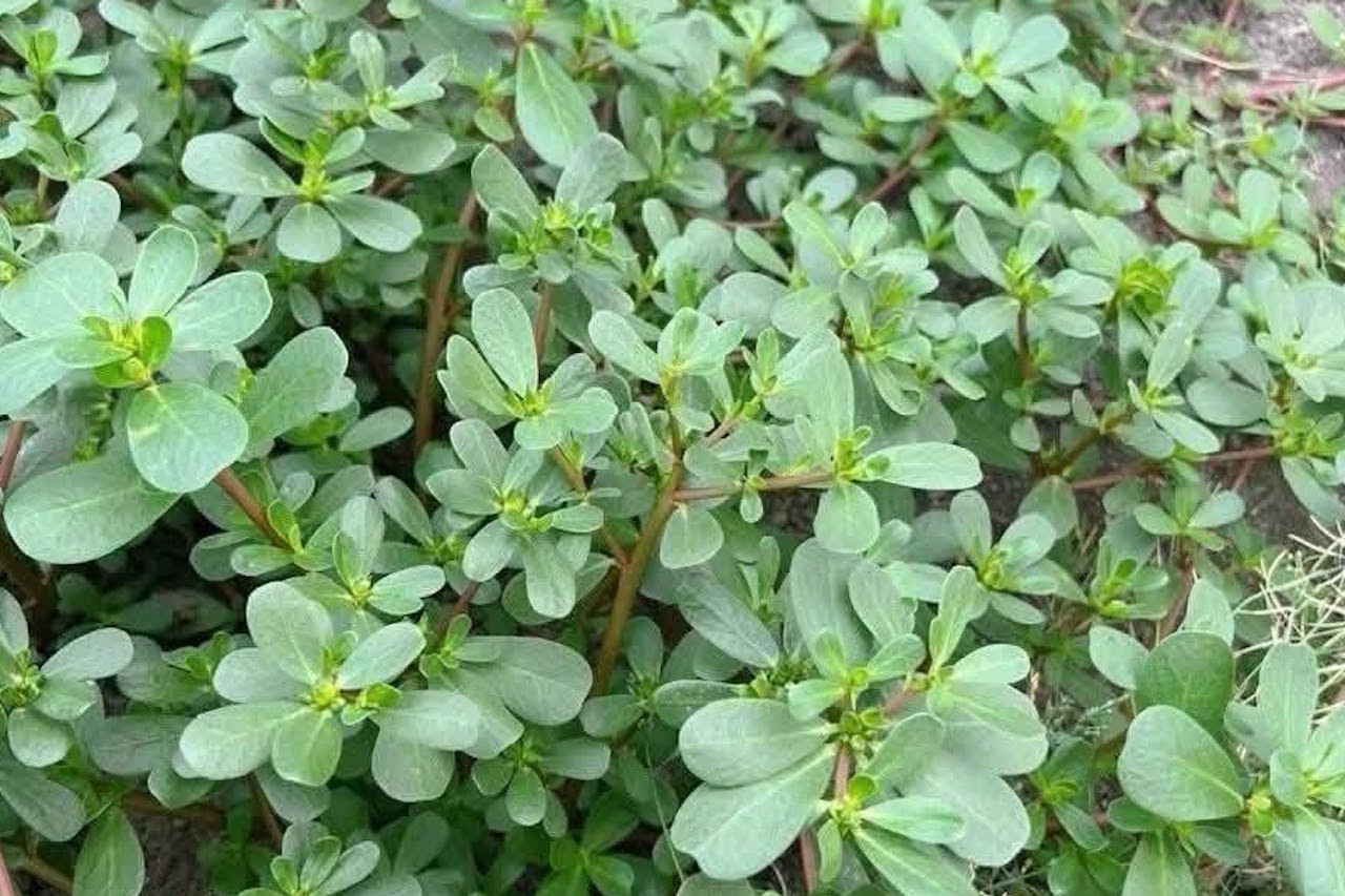Loại rau dại mọc đầy vườn, người bệnh tiểu đường nên ăn