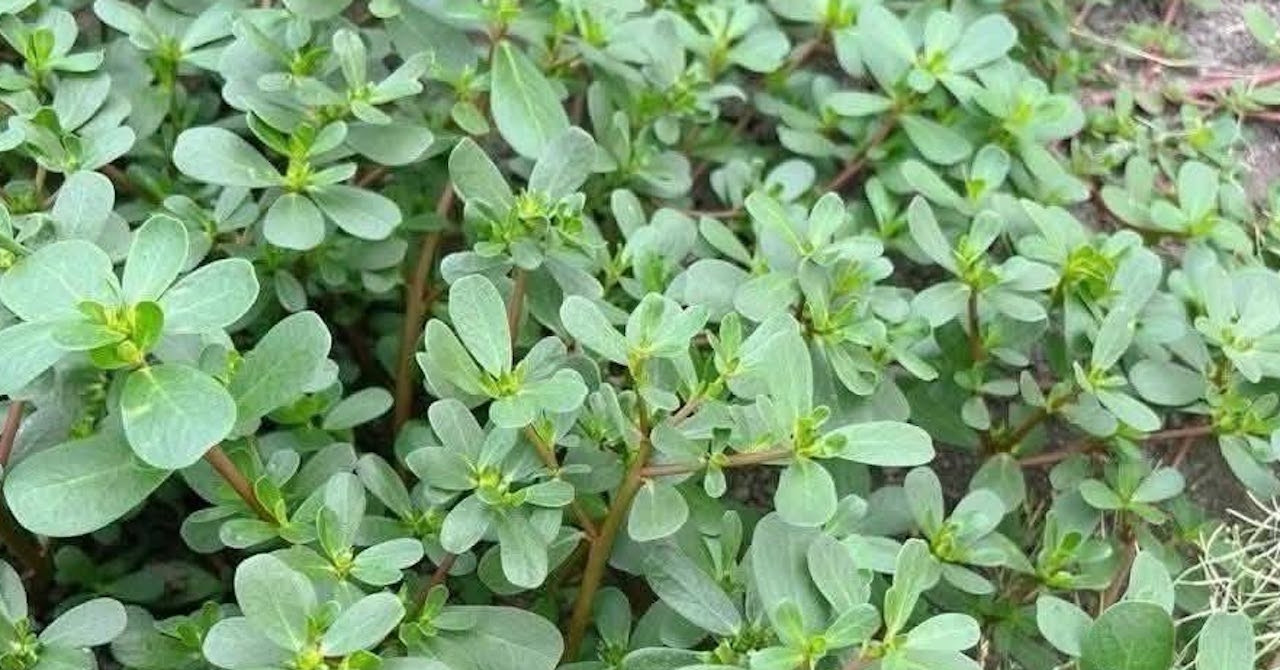Loại rau dại mọc đầy vườn, người bệnh tiểu đường nên ăn