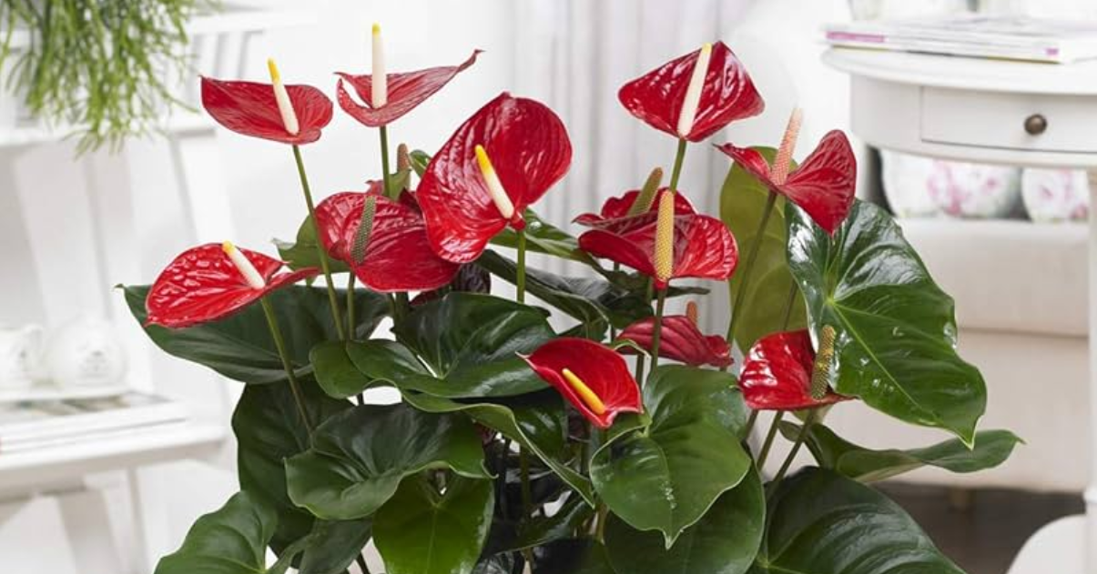 Không phải cây nào cũng hợp hướng Nam: Đây là 5 lựa chọn đáng cân nhắc