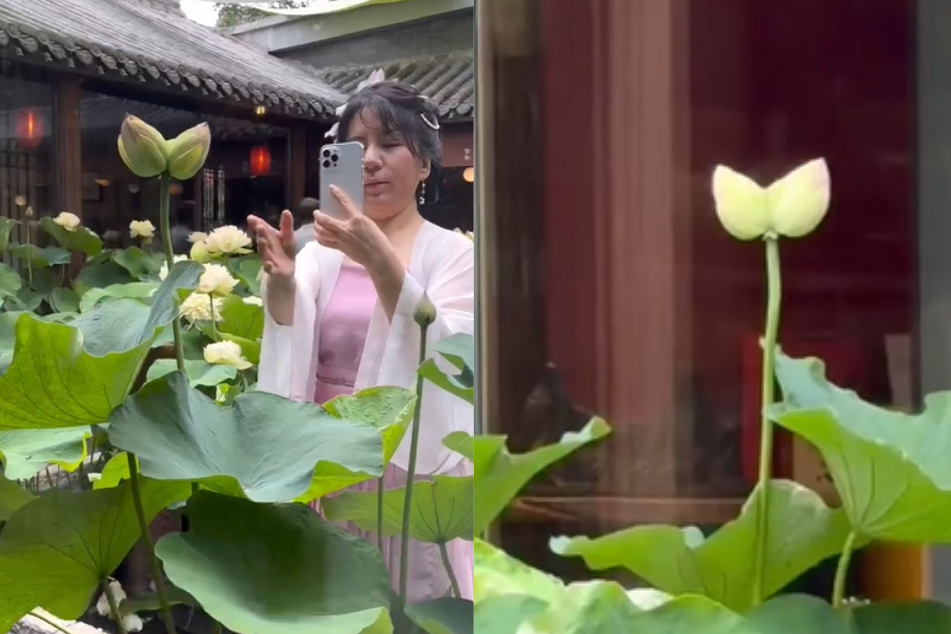 'Hoa sen song sinh' hiếm thấy nở trong quán trà, nhiều người tới chiêm ngưỡng
