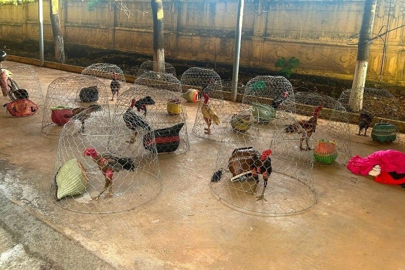 Đột kích sới đá gà quy mô lớn, bắt quả tang 31 đối tượng đang say sưa cá cược