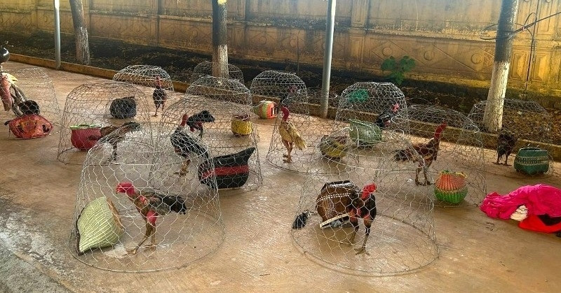 Đột kích sới đá gà quy mô lớn, bắt quả tang 31 đối tượng đang say sưa cá cược