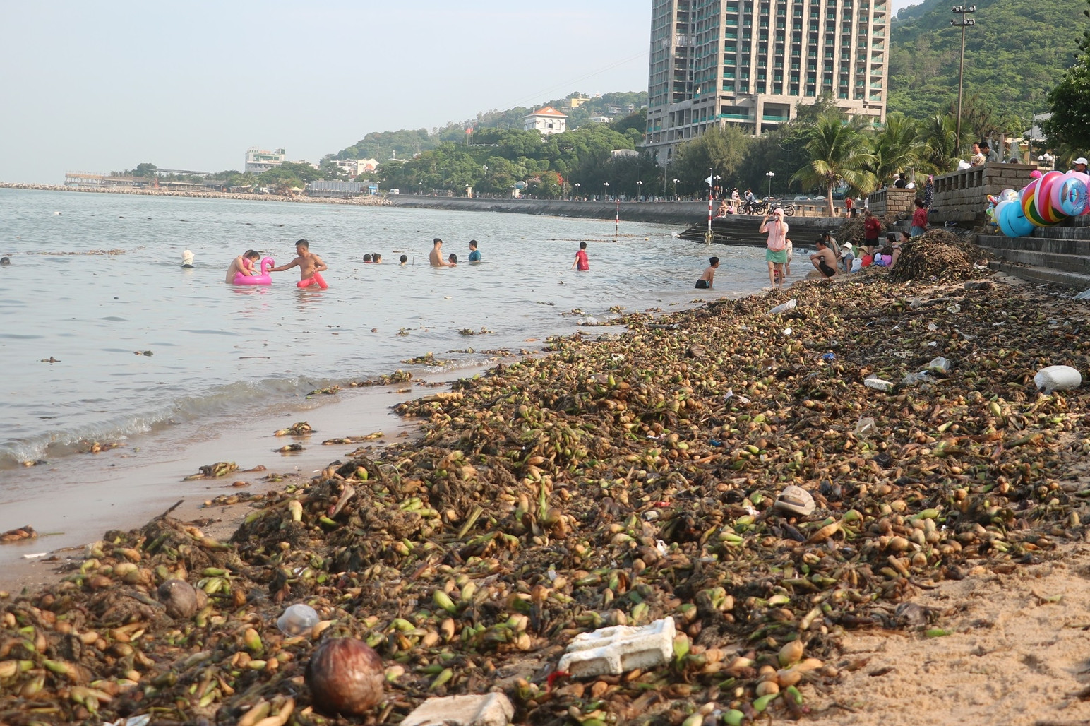 Lục bình phủ kín Bãi Trước Vũng Tàu, vì sao người dân vẫn 'vô tư' tắm biển?