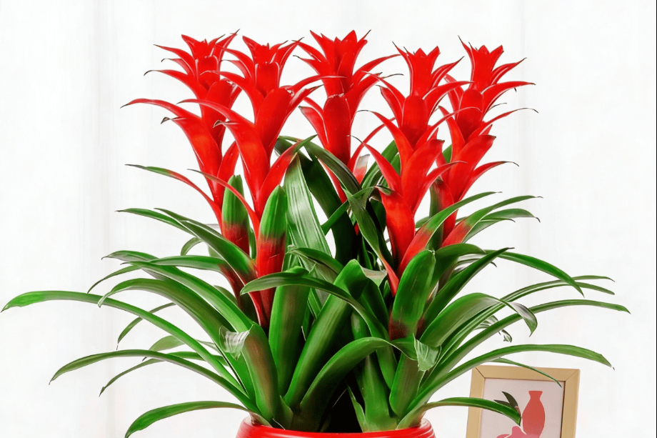 Top 5 cây cảnh vừa thanh lọc không khí, vừa được cho là mang lại tài lộc