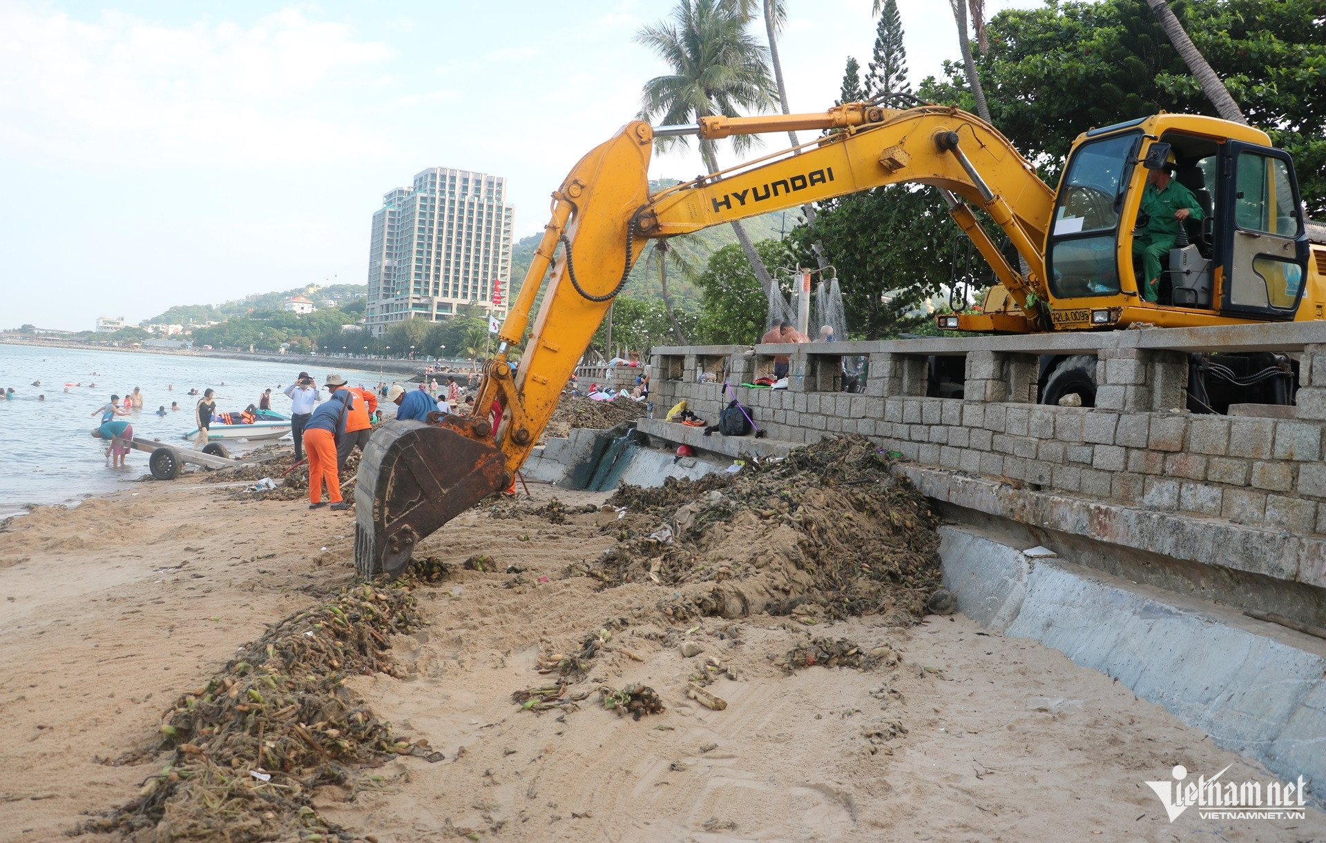 W-Lục bình phủ kín Bãi Trước Vũng Tàu, công nhân vất vả thu gom từ sáng sớm.8.JPG.jpg