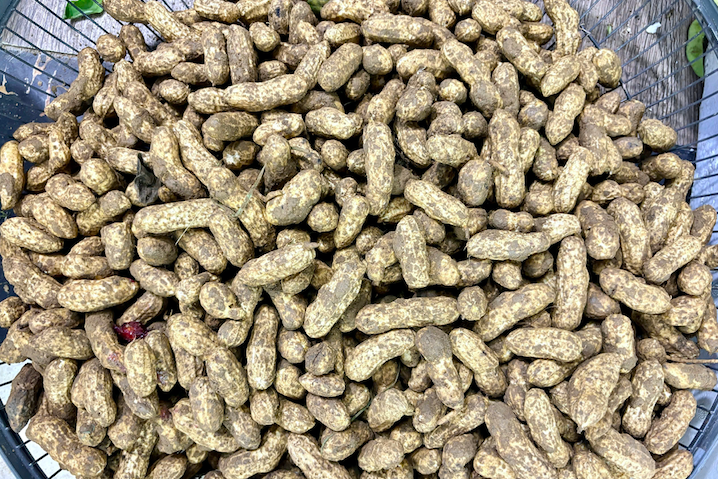 Luộc lạc bao nhiêu phút để mềm bùi, không bị thâm vỏ?
