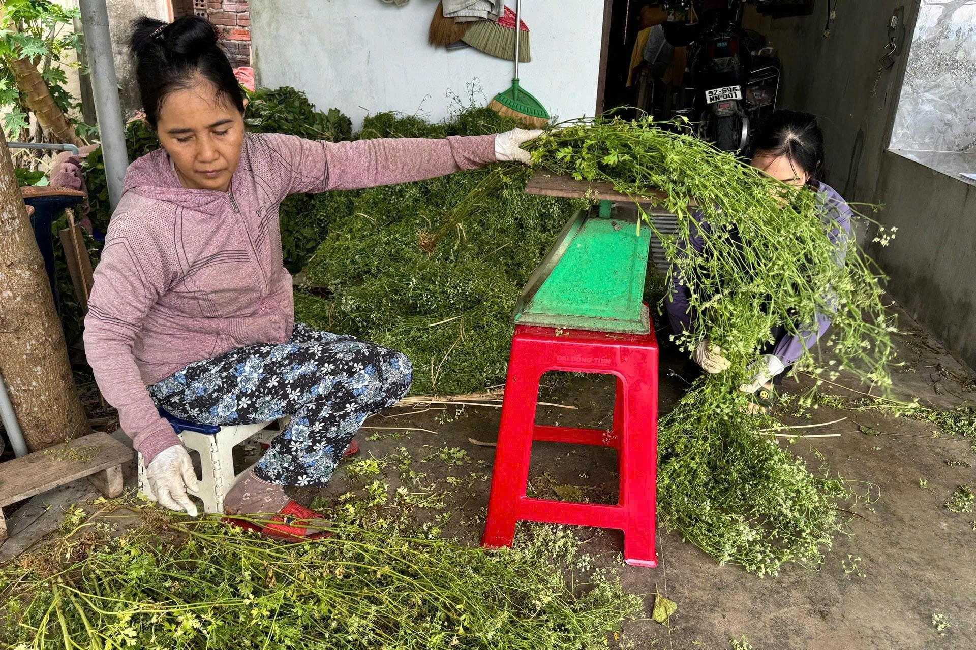 Kiếm bộn tiền từ 'lá mùng 5'