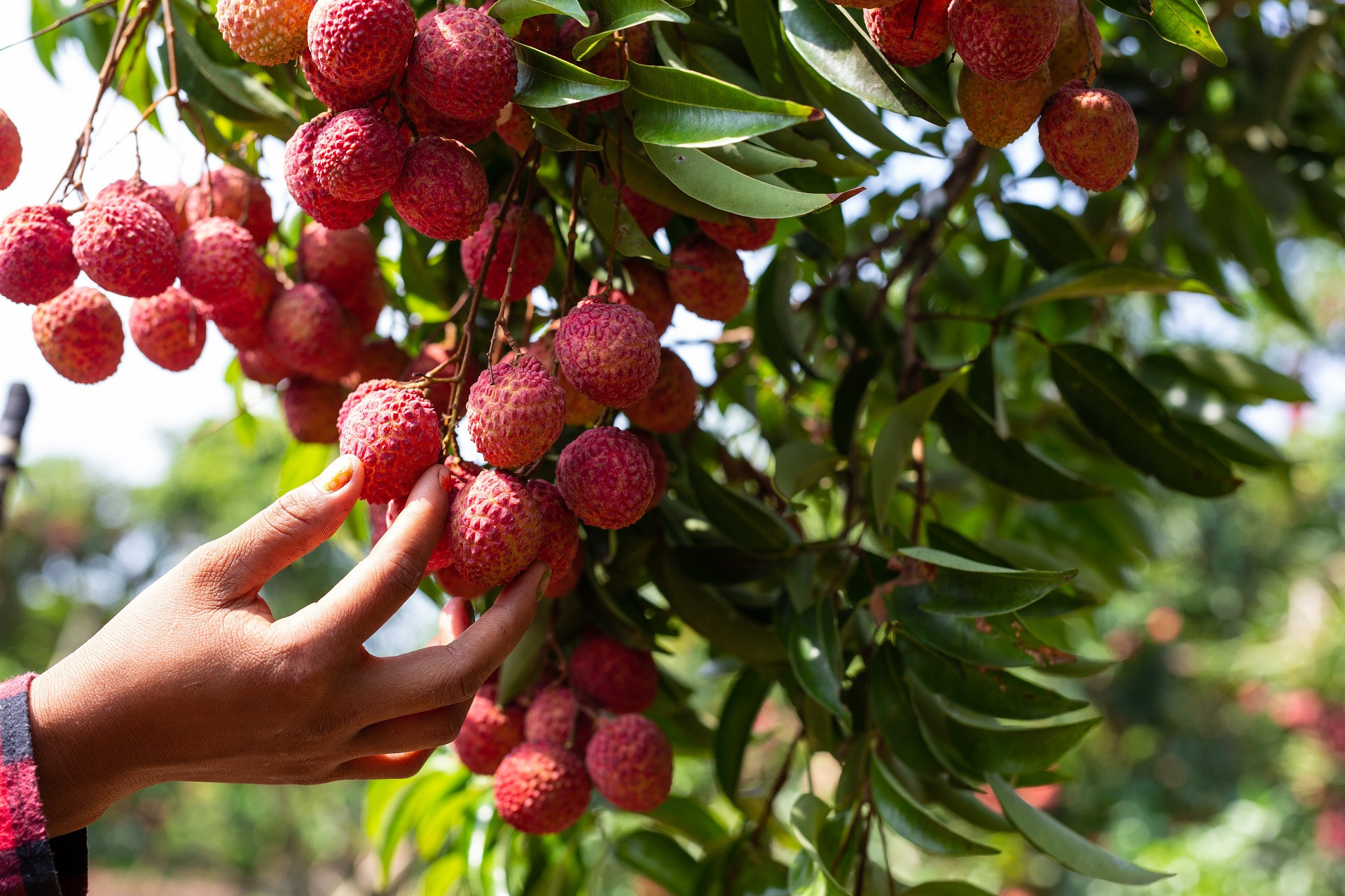 agriculture lychee fruit thailand.jpg