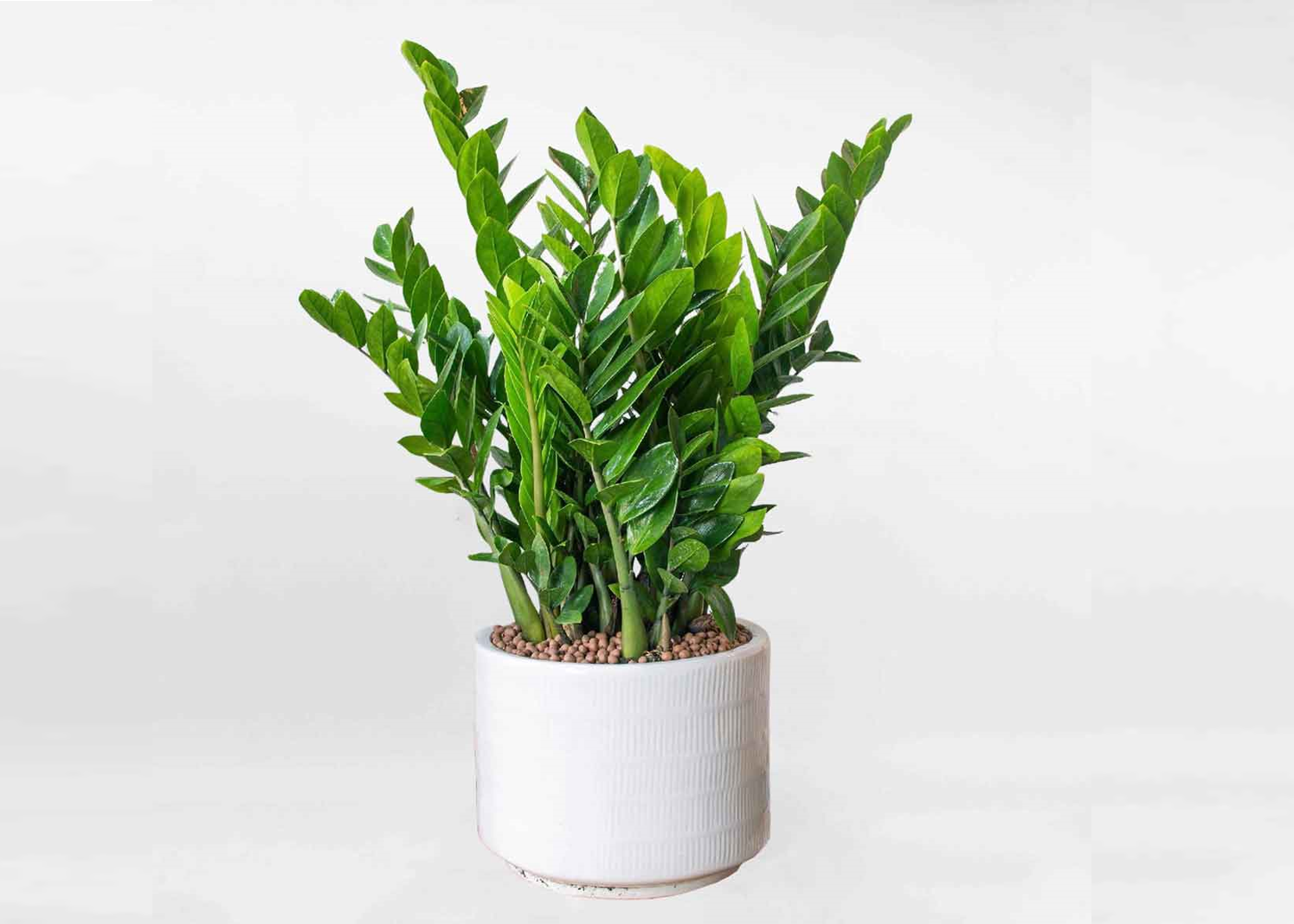 4 loại cây mang ý nghĩa may mắn, thích hợp đặt trong phòng thờ