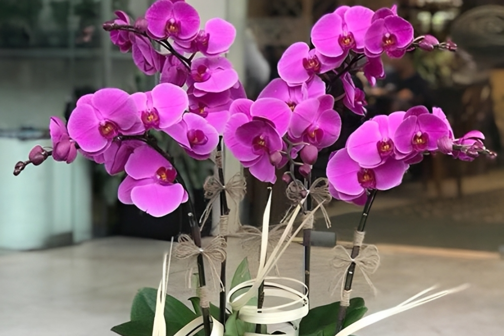 Người tuổi Dần nên chọn cây gì theo ngũ hành để trồng trong nhà?