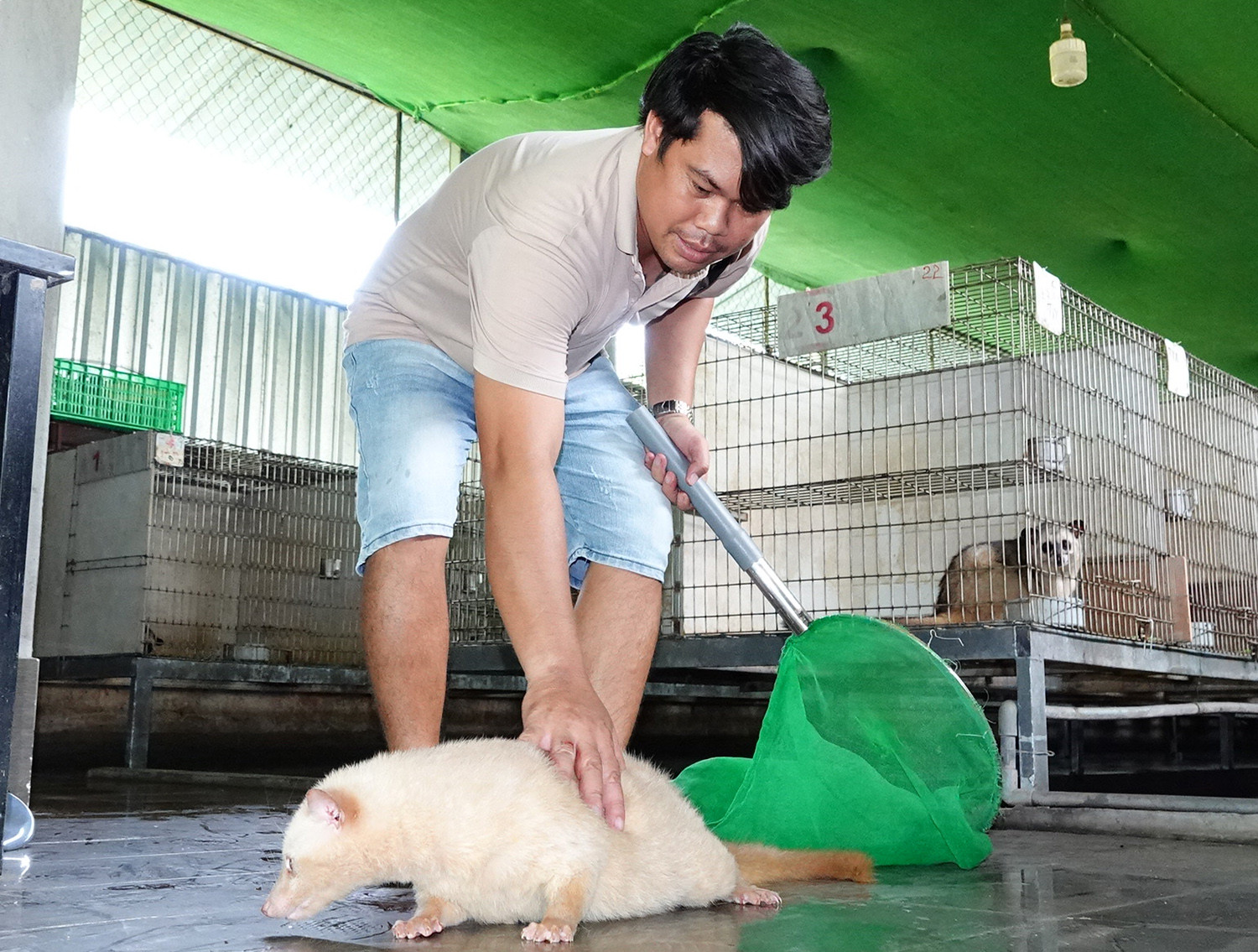 Nuôi chồn 1345.jpg