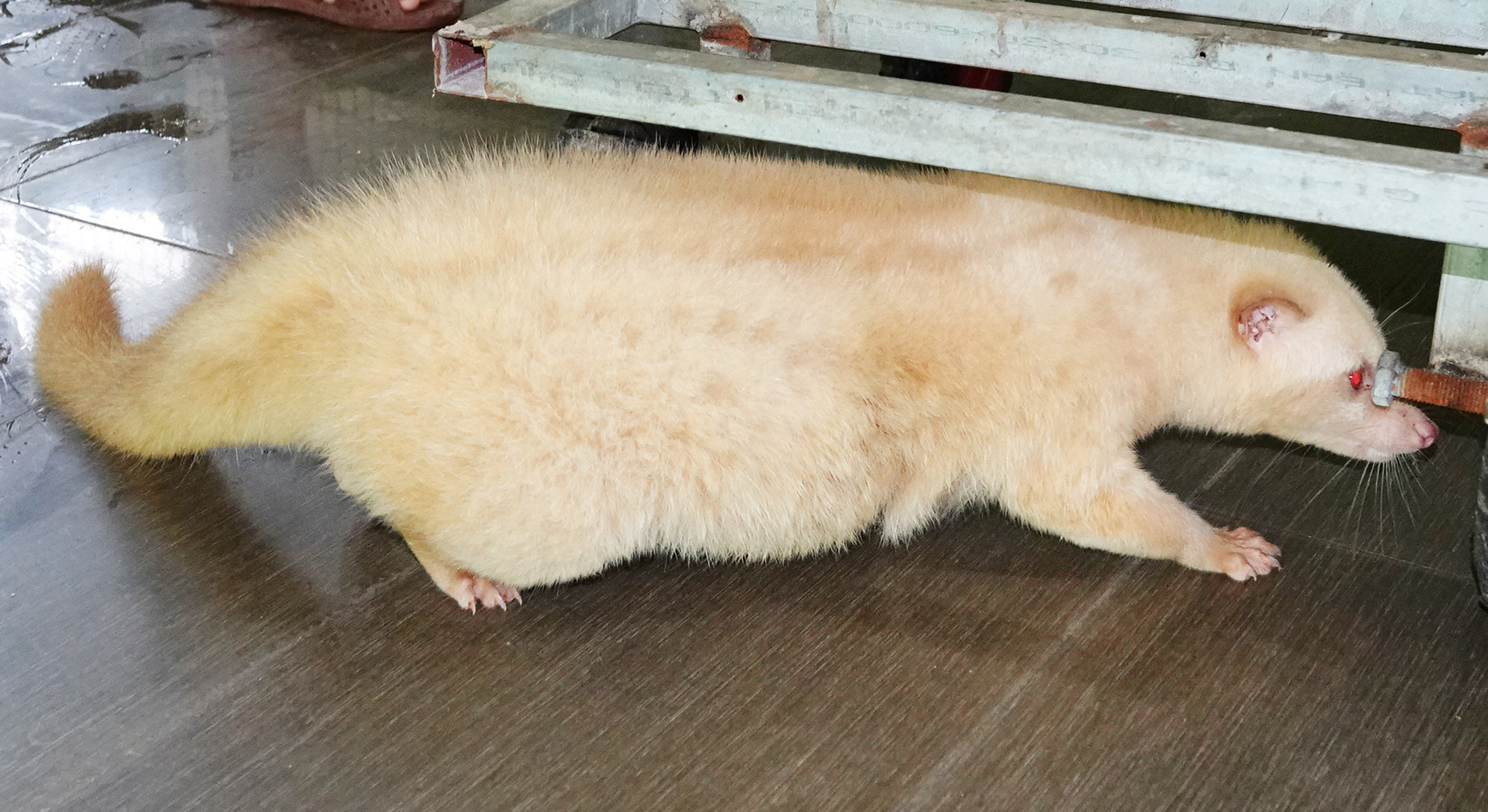 Nuôi chồn 5.jpg