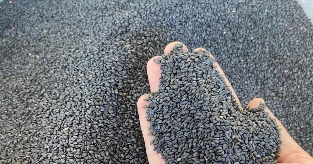 Loại hạt rẻ tiền bán đầy chợ là "khắc tinh" của huyết áp cao, mỡ máu