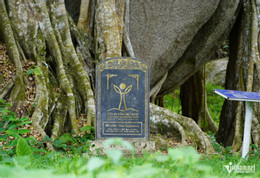 W-cây sanh di sản 6.JPG.jpg