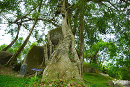 W-cây sanh di sản 7.JPG.jpg