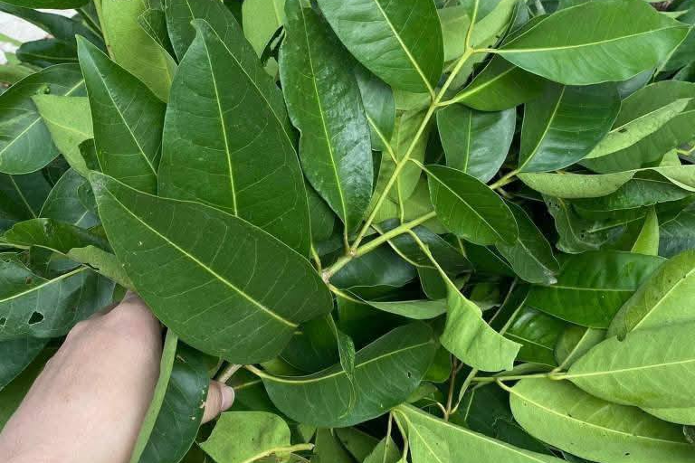 2 loại lá dân dã là vị thuốc quý, tốt cho người tăng huyết áp