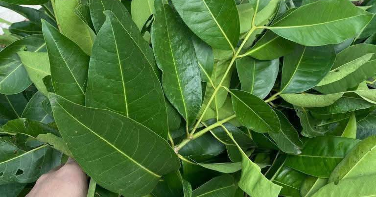2 loại lá dân dã là vị thuốc quý, tốt cho người tăng huyết áp