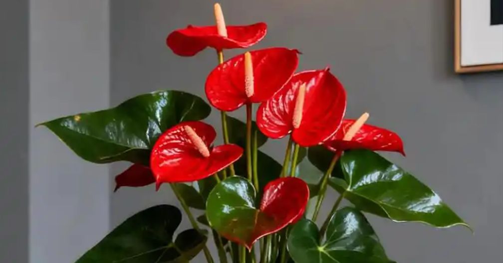 5 loại cây phong thủy trồng trong nhà giúp người tuổi Tý hút tài lộc, tăng may mắn