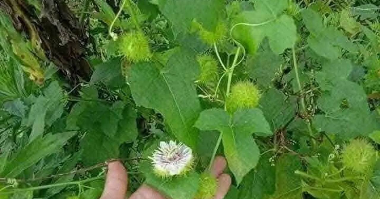 Cây mọc hoang ven đường giúp thanh nhiệt, điều hòa huyết áp