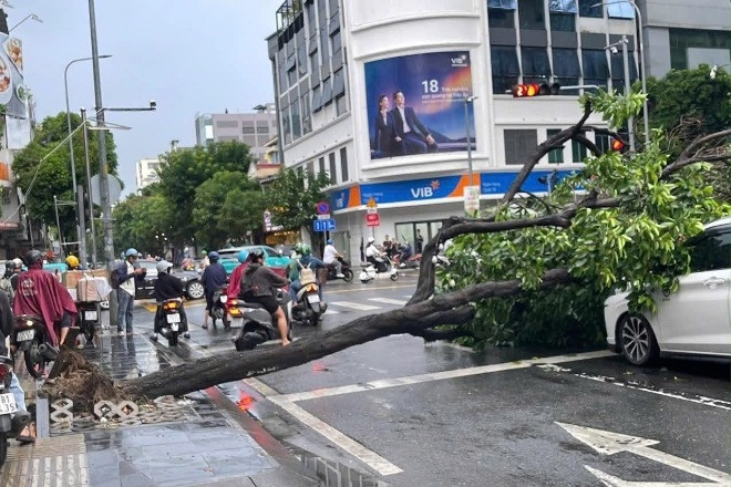Mưa dông quật ngã cây xanh, đè hai ô tô ở trung tâm TPHCM