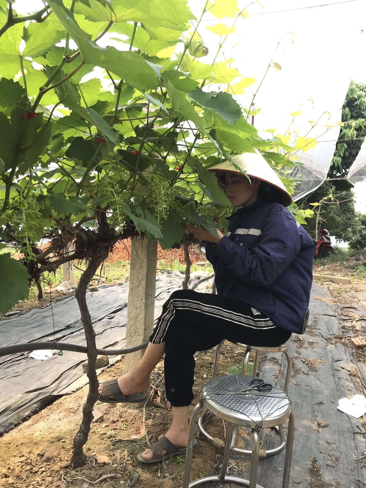 https://static-images.vnncdn.net/vps_images_publish/000001/000003/2026/6/2/vuon-nho-bac-ninh-3111.jpg