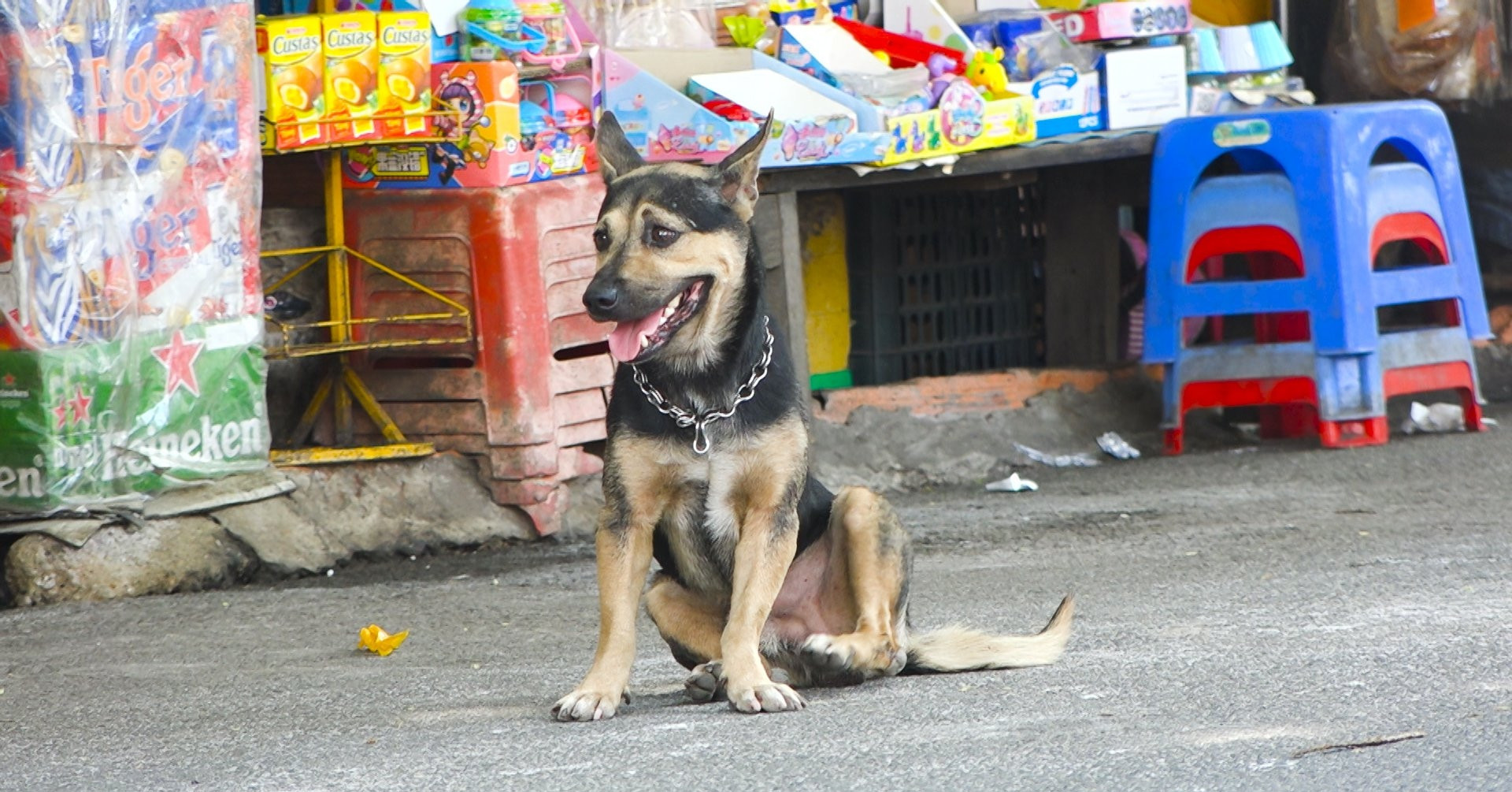 Dân mong triển khai sớm quy định phạt tiền chủ dắt chó ra đường không rọ mõm