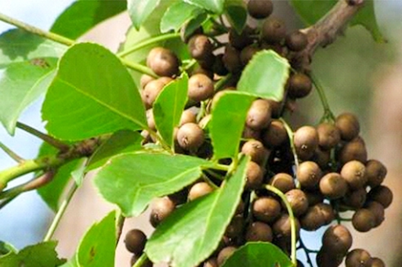 Loại quả là ‘quà vặt' của tuổi thơ 7x, 8x, ít ai ngờ là vị thuốc quý cho phụ nữ