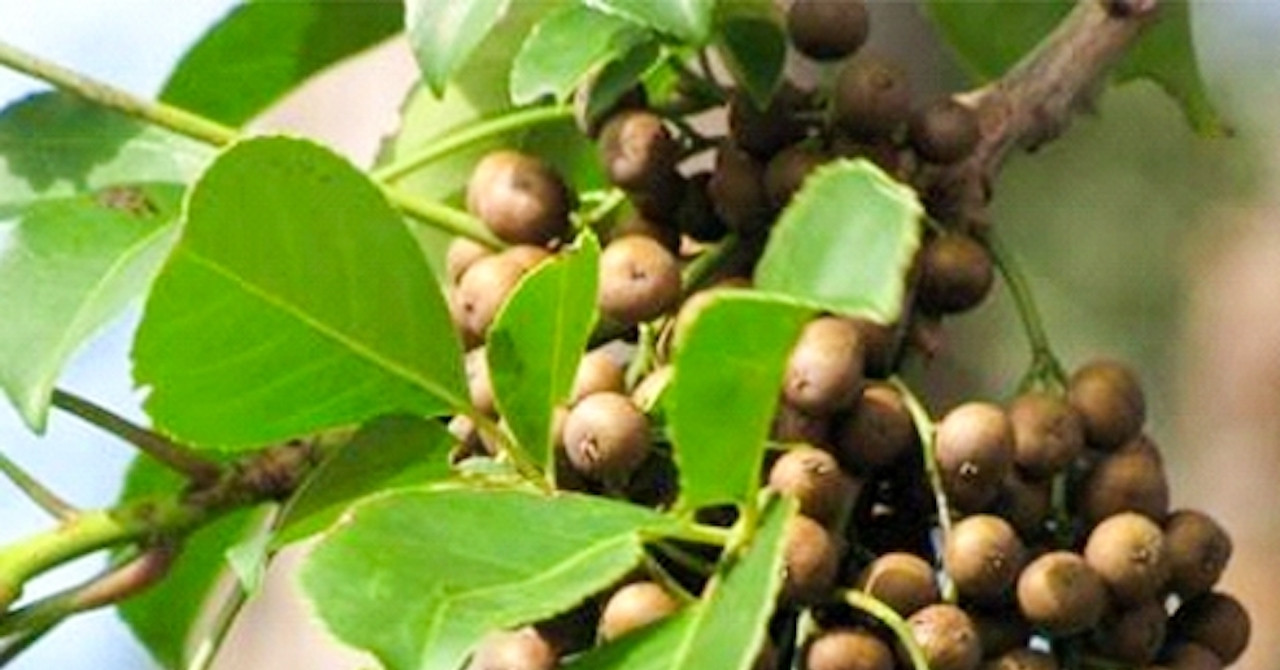 Loại quả là ‘quà vặt" của tuổi thơ 7x, 8x, ít ai ngờ là vị thuốc quý cho phụ nữ