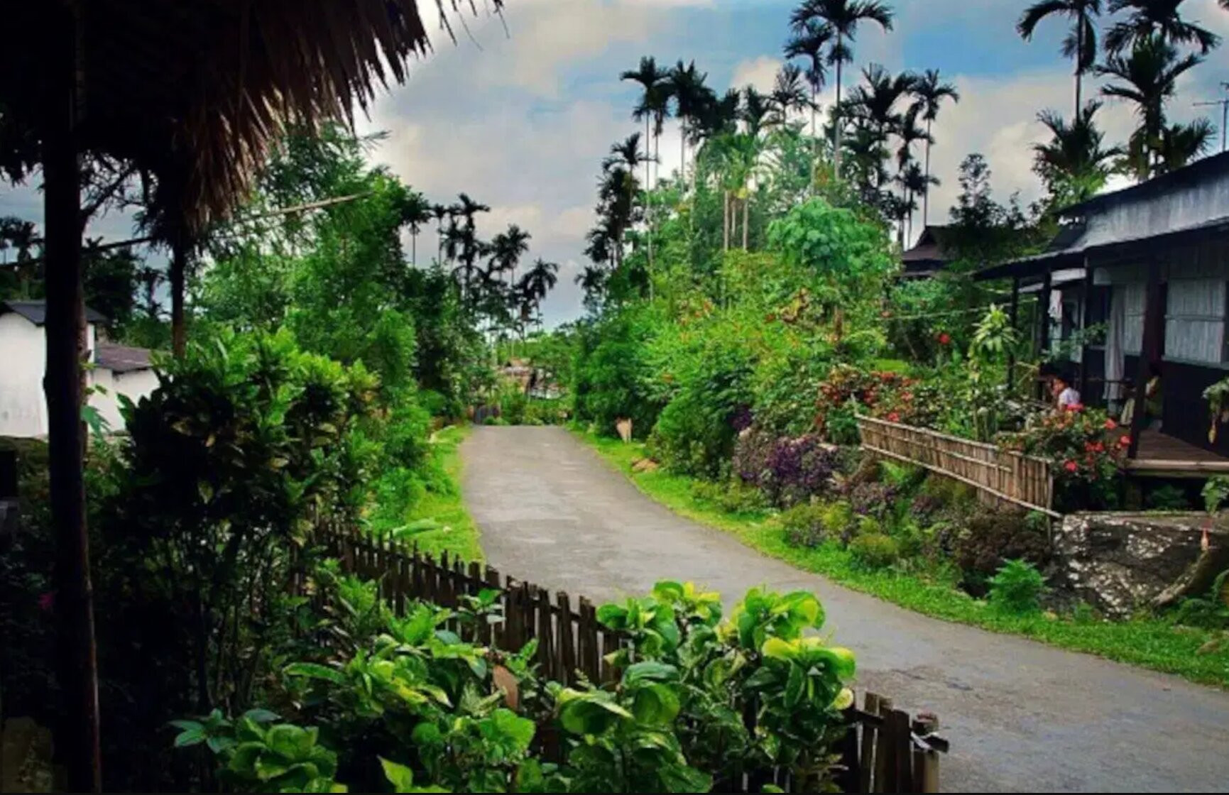 ngoilang11.jpg