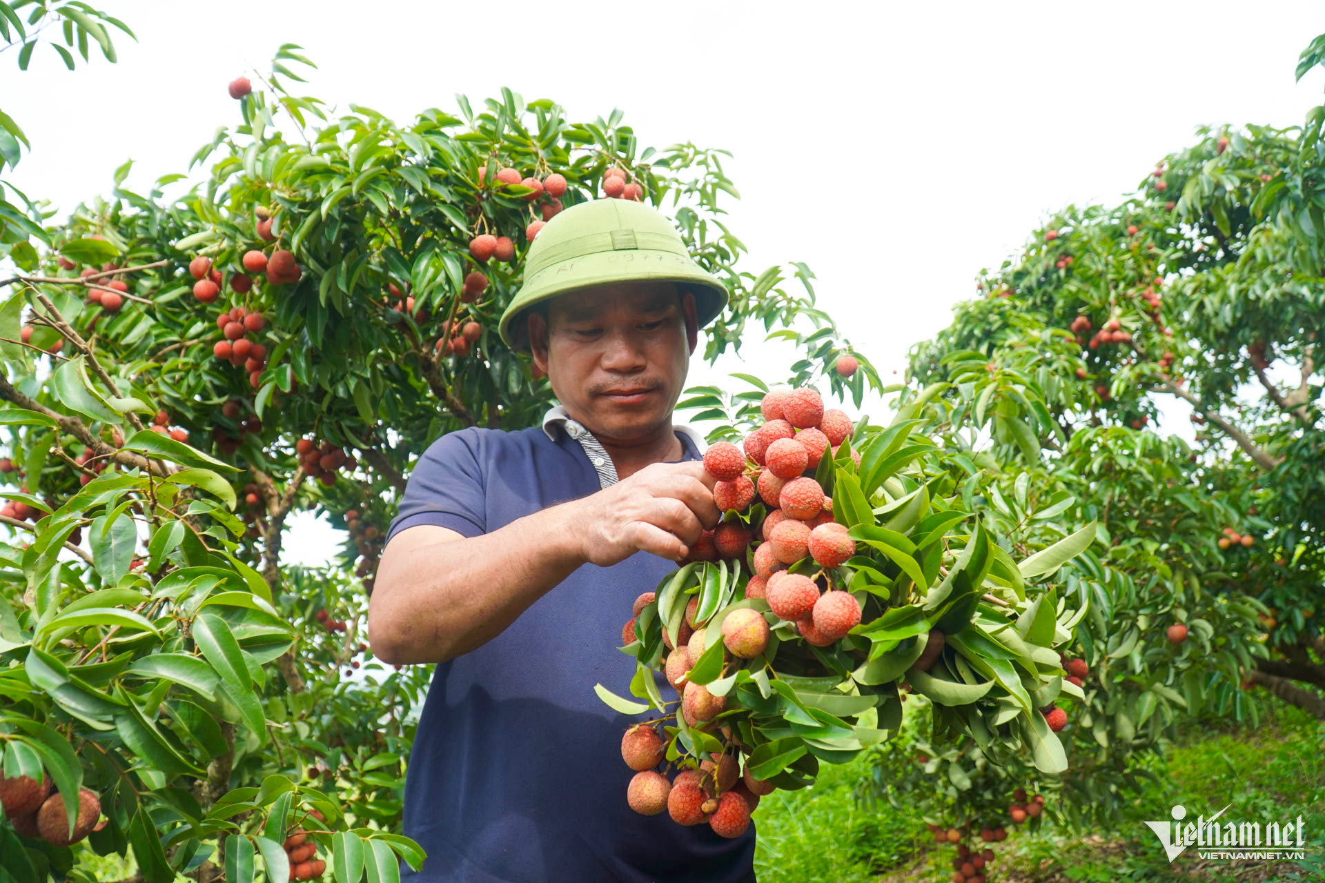 W-Vải thiều bắc ninh__14.JPG.jpg