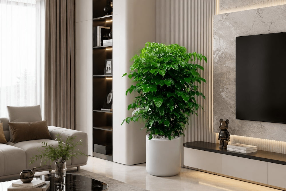 Cây hạnh phúc nên trồng trong nhà hay ngoài trời?