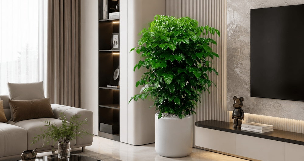 Cây hạnh phúc nên trồng trong nhà hay ngoài trời?