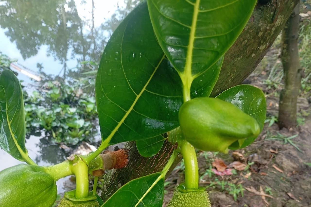 Loại lá thường bị bỏ đi là vị thuốc quý lợi tiểu, nhiều sữa