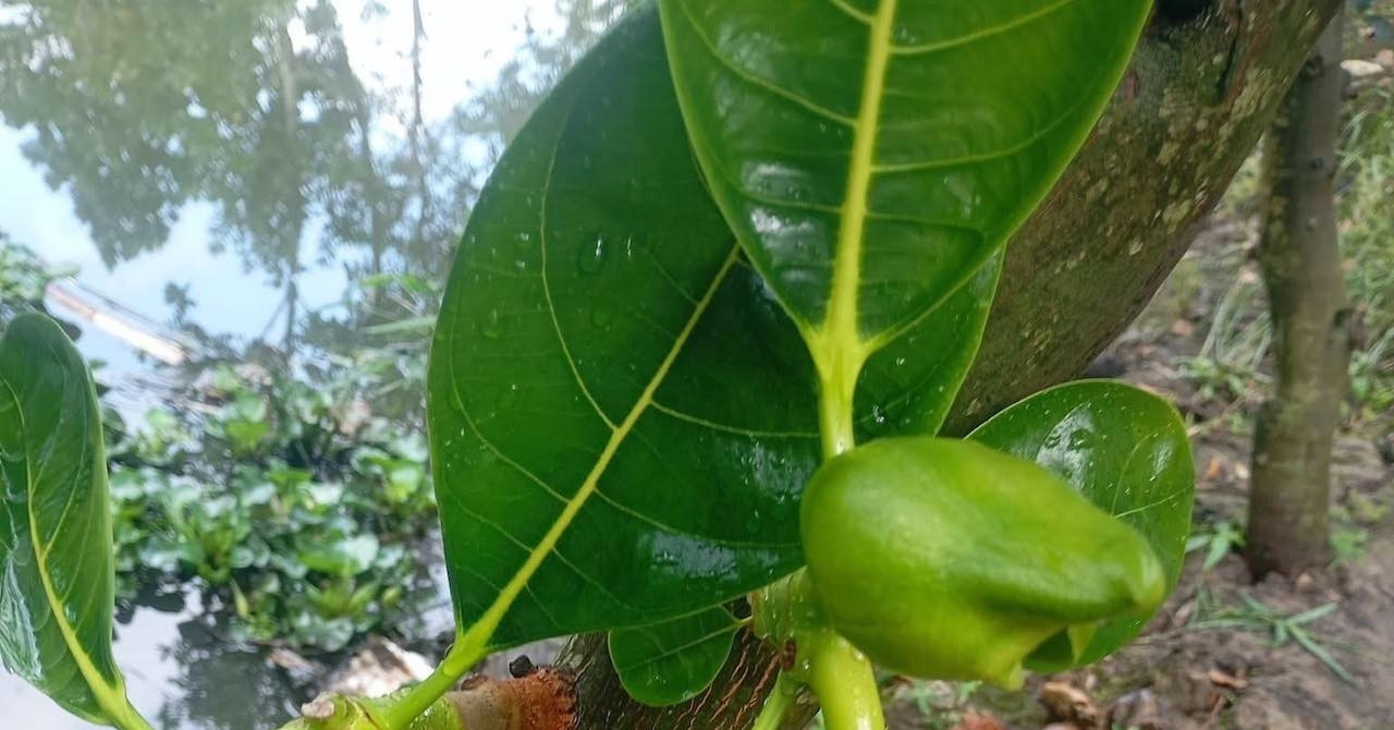 Loại lá thường bị bỏ đi là vị thuốc quý lợi tiểu, nhiều sữa
