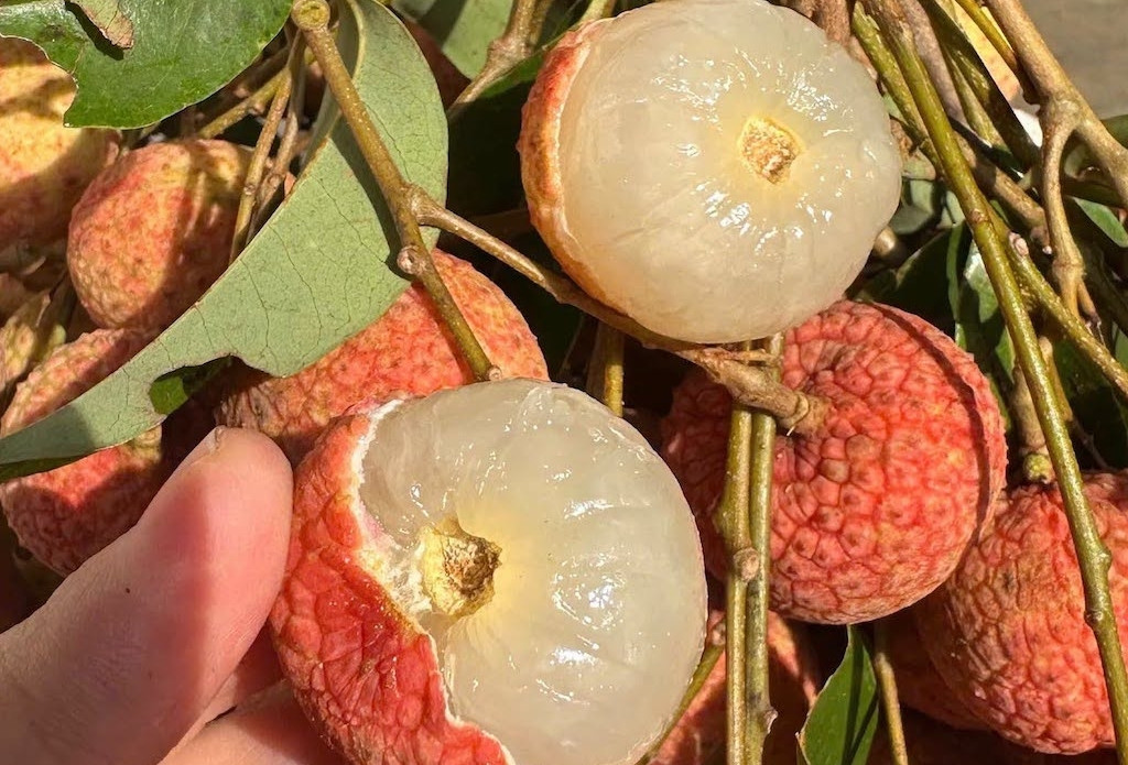 Phát hiện 2 dấu hiệu trên quả vải, tuyệt đối không ăn kẻo rước họa