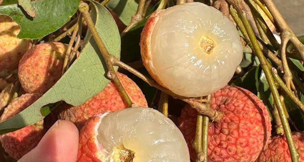 Phát hiện 2 dấu hiệu trên quả vải, tuyệt đối không ăn kẻo rước họa