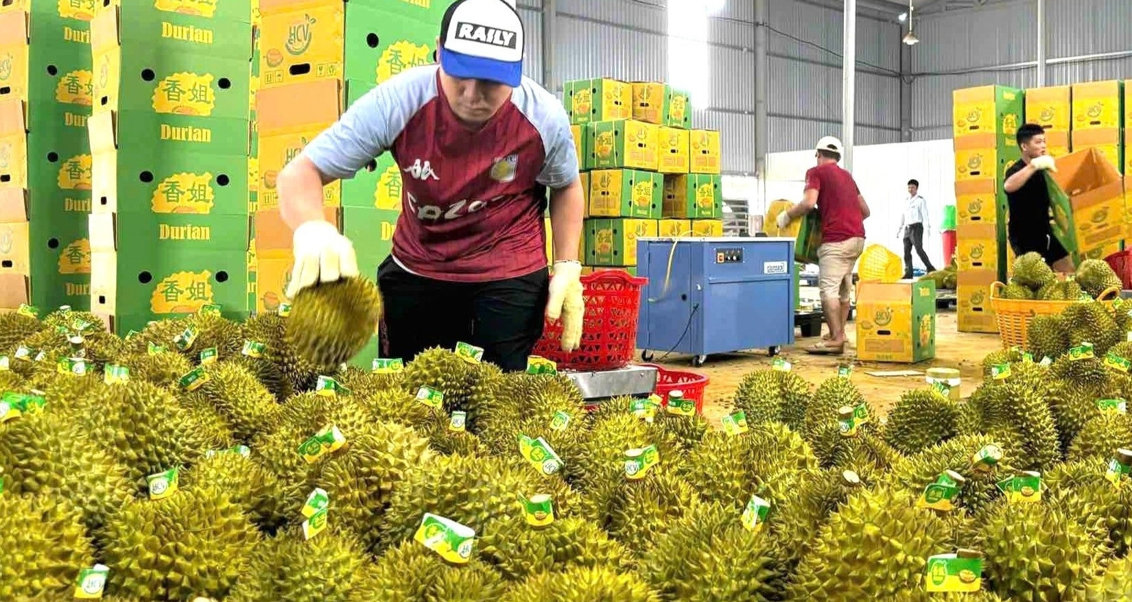 Xuất khẩu rau quả sang Trung Quốc: Hết thời bán nhiều là thắng