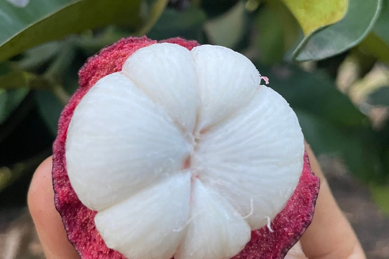 Măng cụt giàu vitamin C nhưng 3 nhóm người không nên ăn