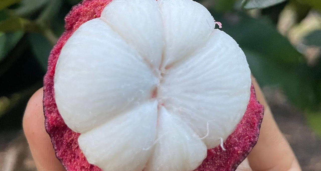 Măng cụt giàu vitamin C nhưng 3 nhóm người không nên ăn