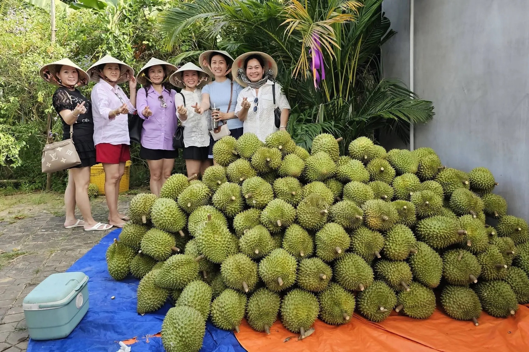 Mở cửa cho khách vào miễn phí, chủ vườn Cần Thơ bán cả tấn trái cây mỗi ngày